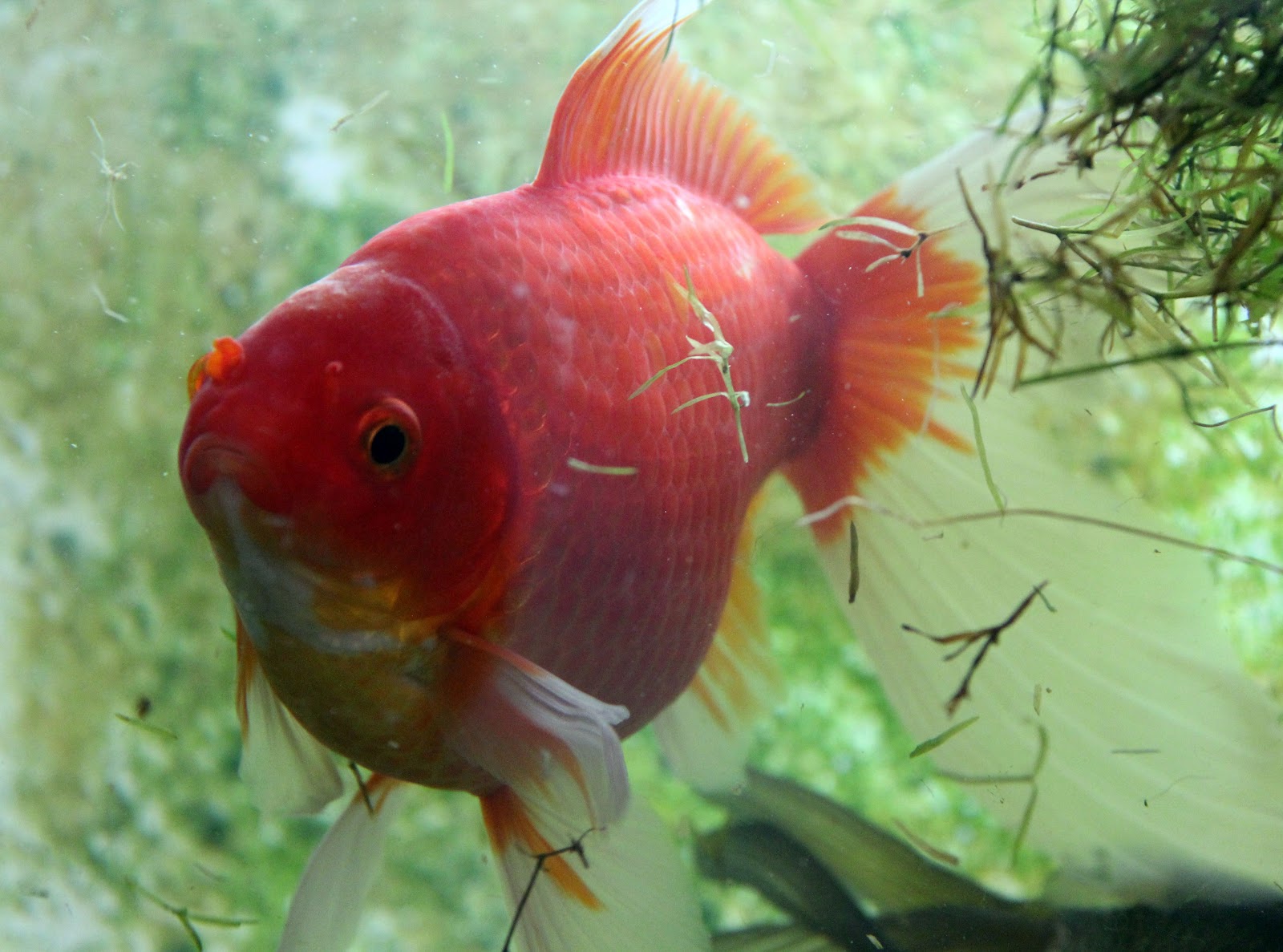 goldfish care breeding mate goldfish care breeding mate